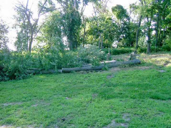 Overgrown wooded lot before clearing